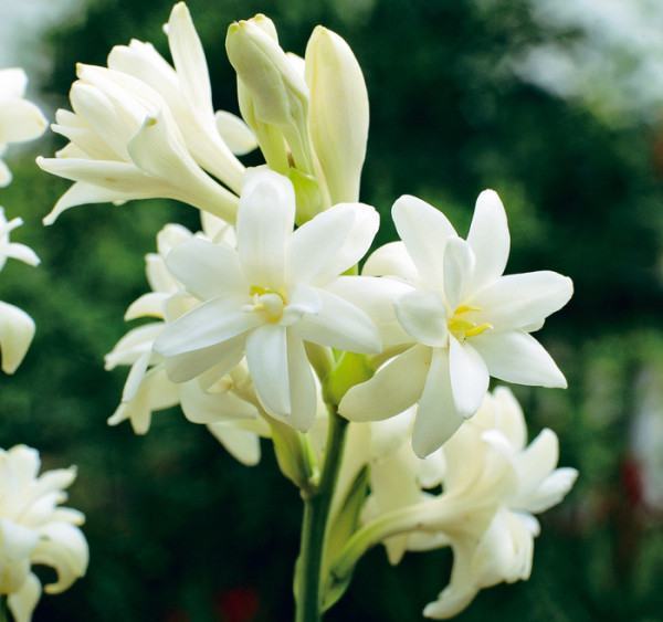 Hoa loa kèn trắng làm cảnh rất đẹp