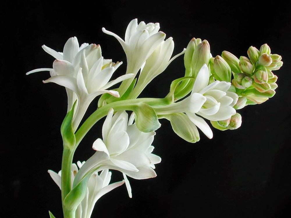 Hoa loa kèn trắng với nhiều bông đẹp