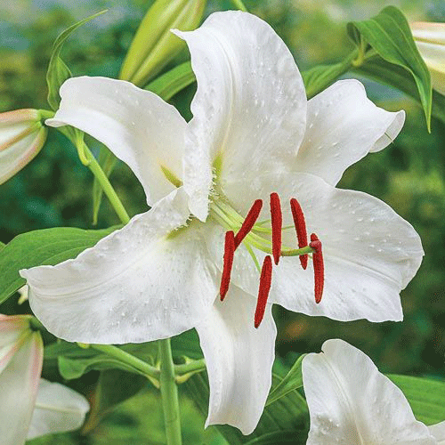 Hoa huệ trắng nở với nhụy đỏ
