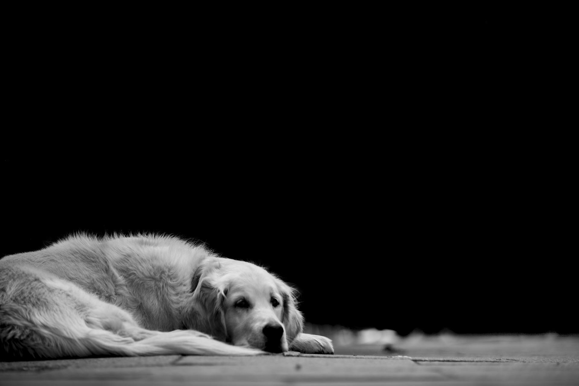 Hình ảnh một con chó buồn nằm đó trong màu đen và trắng