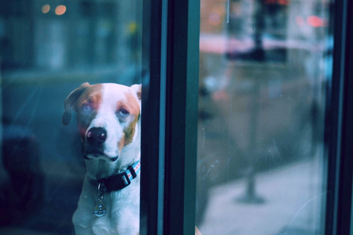 Hình ảnh chú chó buồn sau cửa sổ