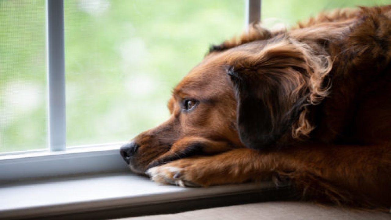 Hình ảnh chú chó đẹp buồn bã nhìn ra cửa sổ