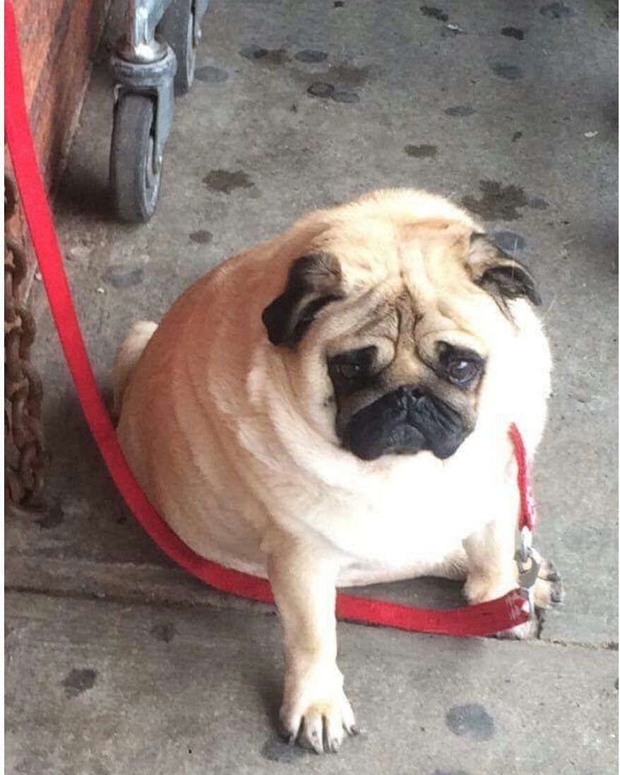 Hình ảnh chó pug ủ rũ vì béo