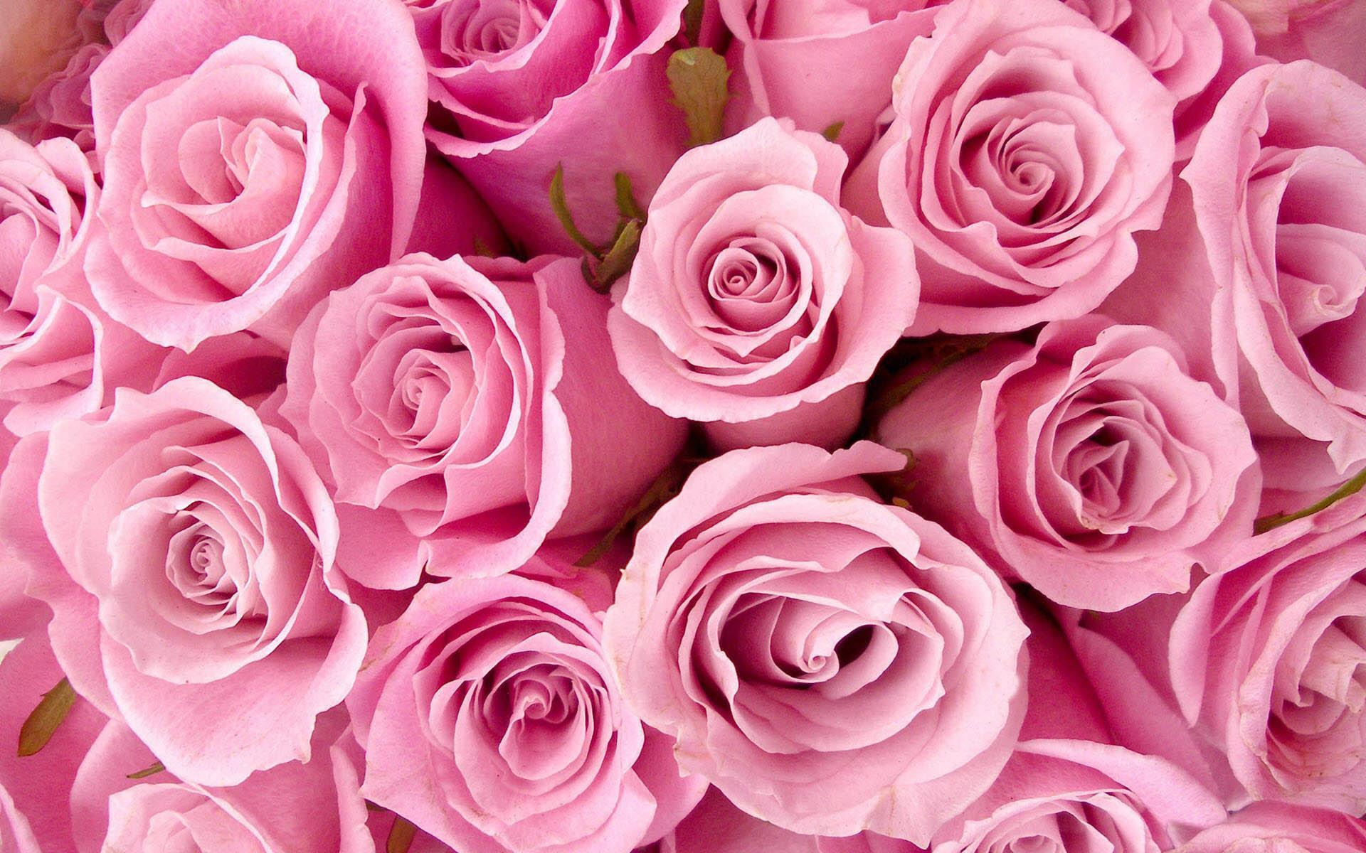 Hình nền hoa hồng màu hồng