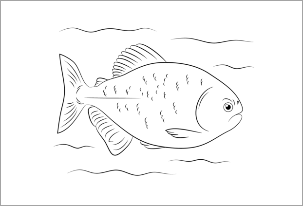 Bài tập vẽ để thành thạo cá