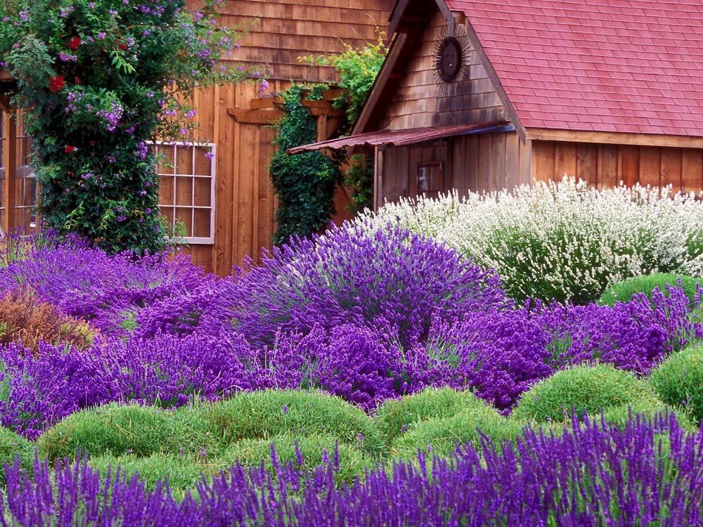 Hình ảnh cánh đồng hoa oải hương đẹp nhất