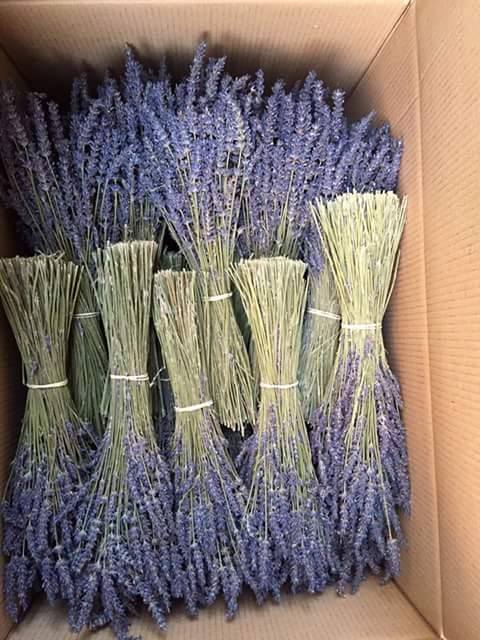 Hoa Oải Hương Khô Đẹp Nhất (Lavender)