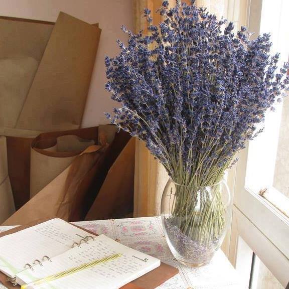 Shop hoa oải hương khô, hoa Lavender đẹp nhất