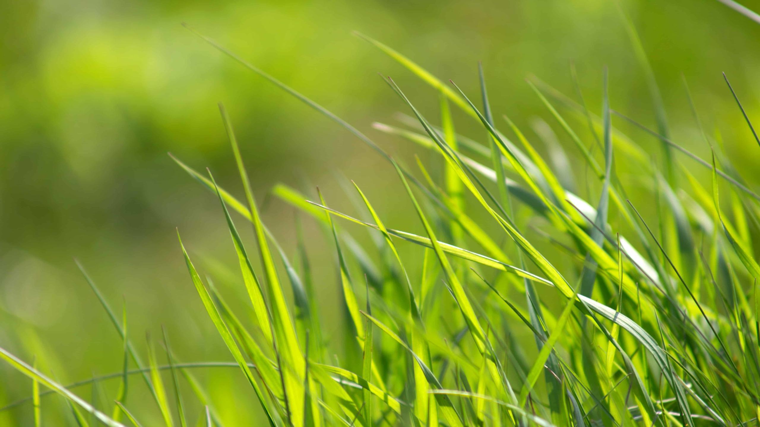 Cập nhật với hơn 62 về hình nền thảm cỏ xanh  Du học Akina