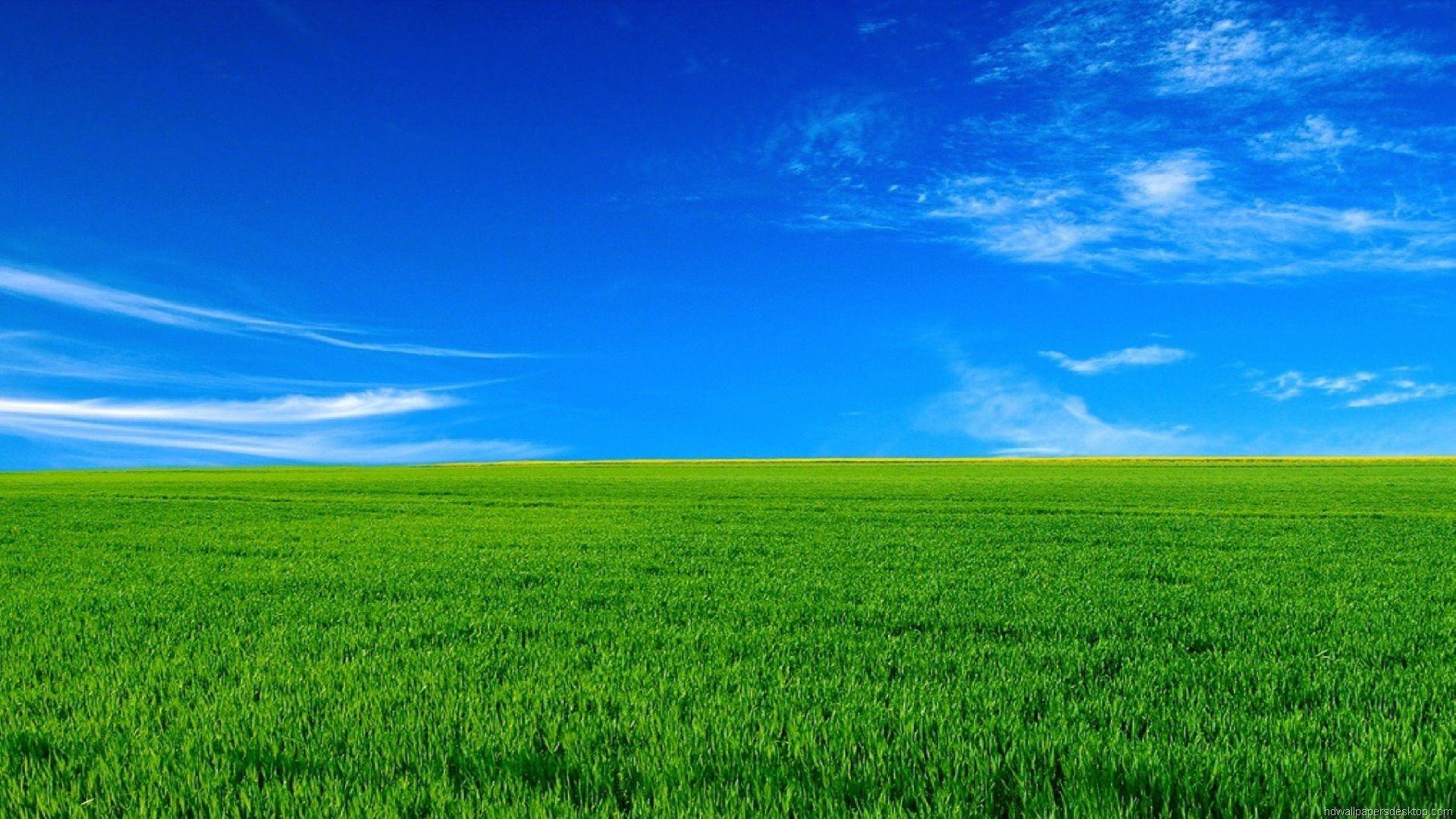 Hình nền cỏ xanh đẹp mênh mông đầy sức sống nhất