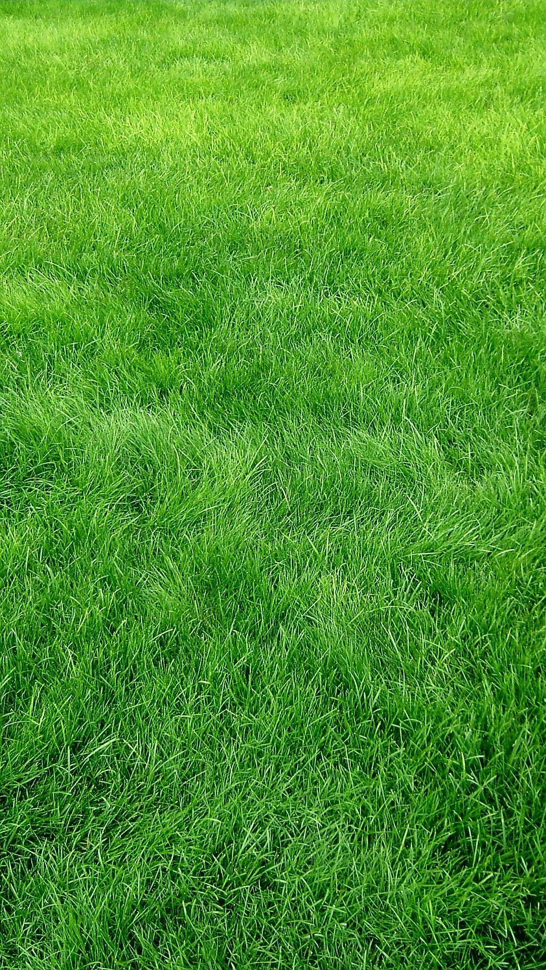 Hình nền đồng cỏ xanh Full HD cho iPhone