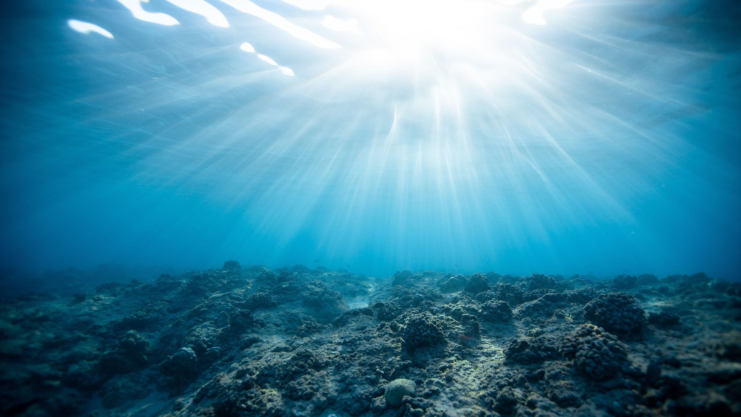Tổng hợp với hơn 111 hình nền dưới đáy đại dương mới nhất  Tin học Đông Hòa
