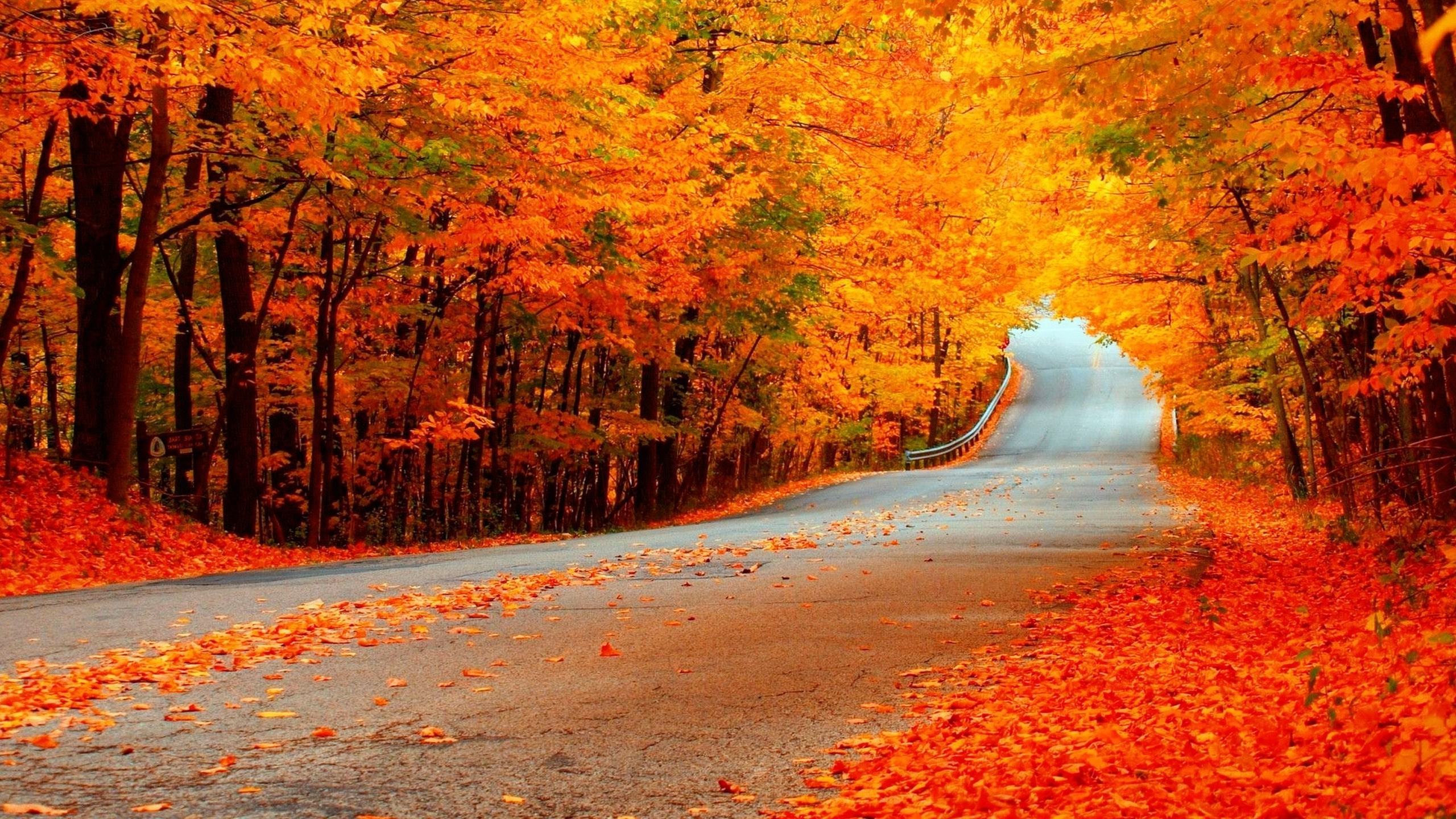 Hình nền laptop Con đường mùa thu phủ đầy lá tuyệt đẹp