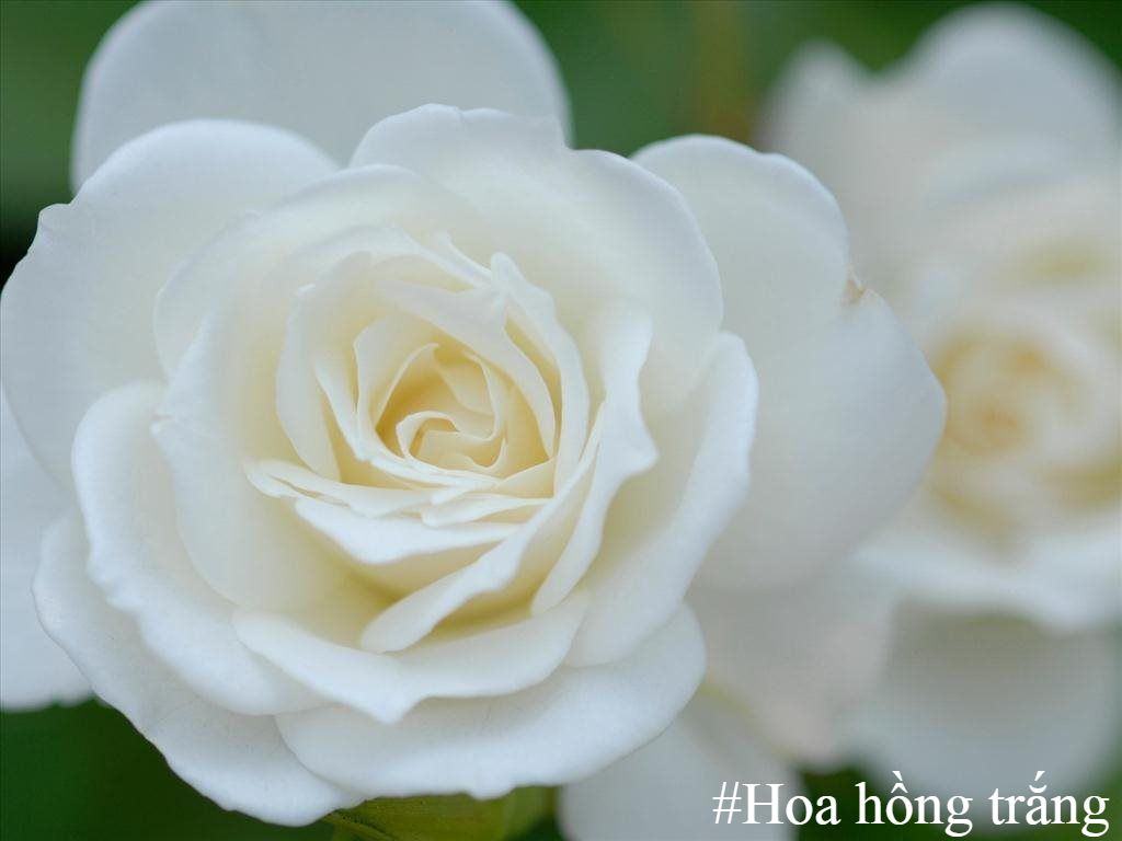 Ý nghĩa, hình ảnh hoa hồng trắng đẹp