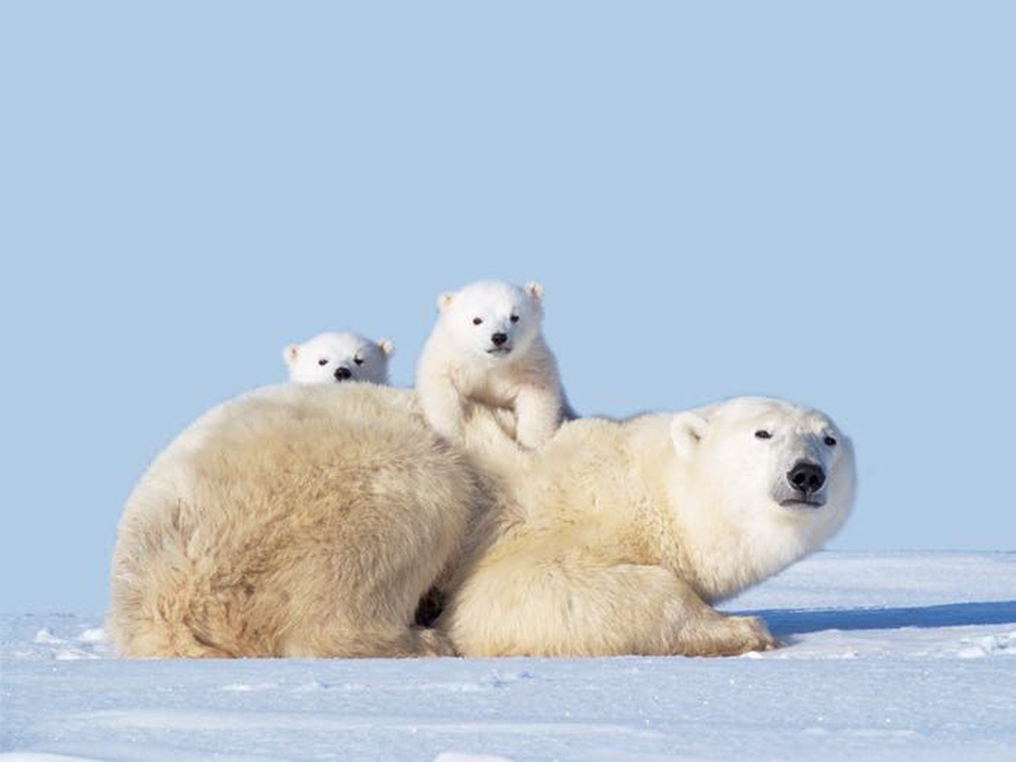 Hình ảnh đẹp về gấu bắc cực