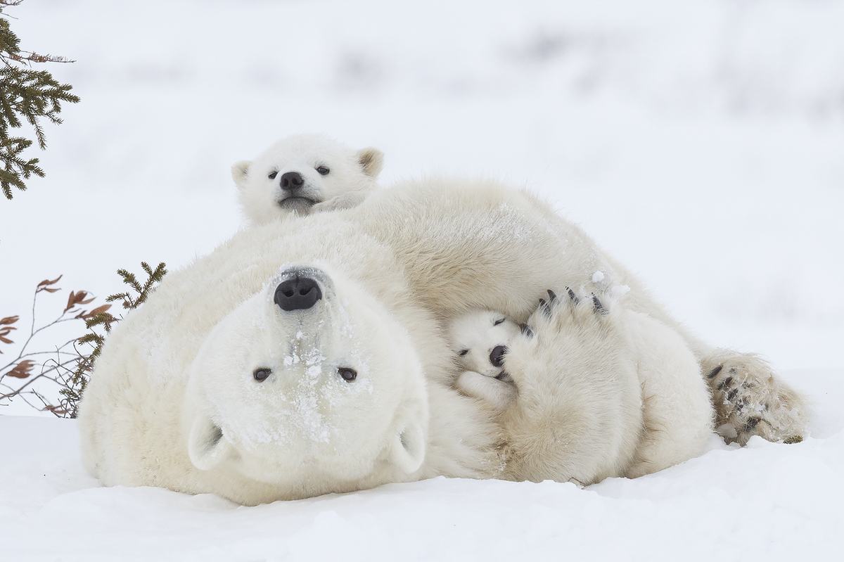 Hình ảnh gấu bắc cực siêu đẹp