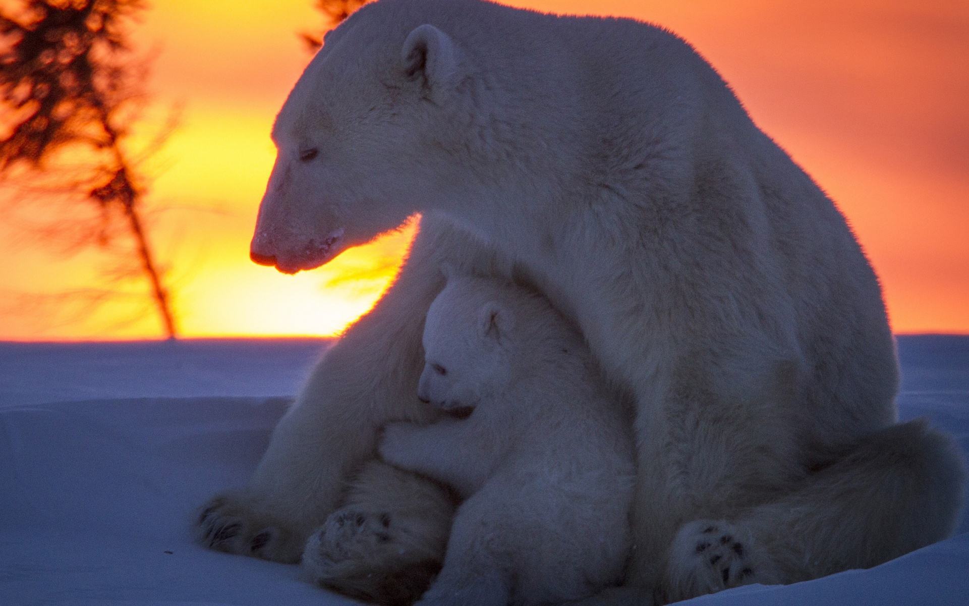 Hình ảnh gấu bắc cực đẹp