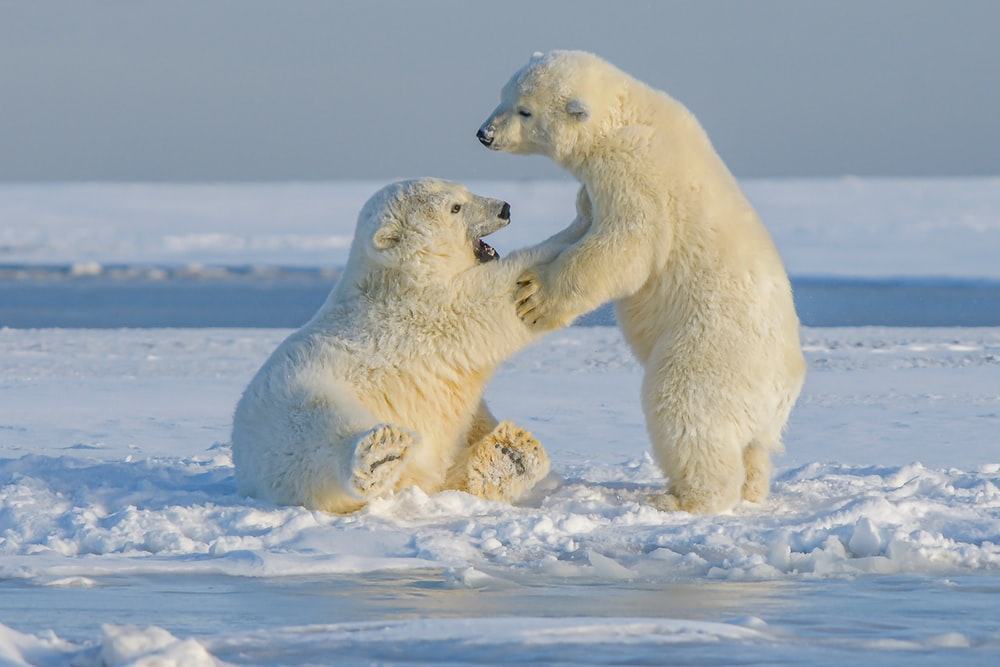 Hình ảnh gấu bắc cực ở Bắc Cực