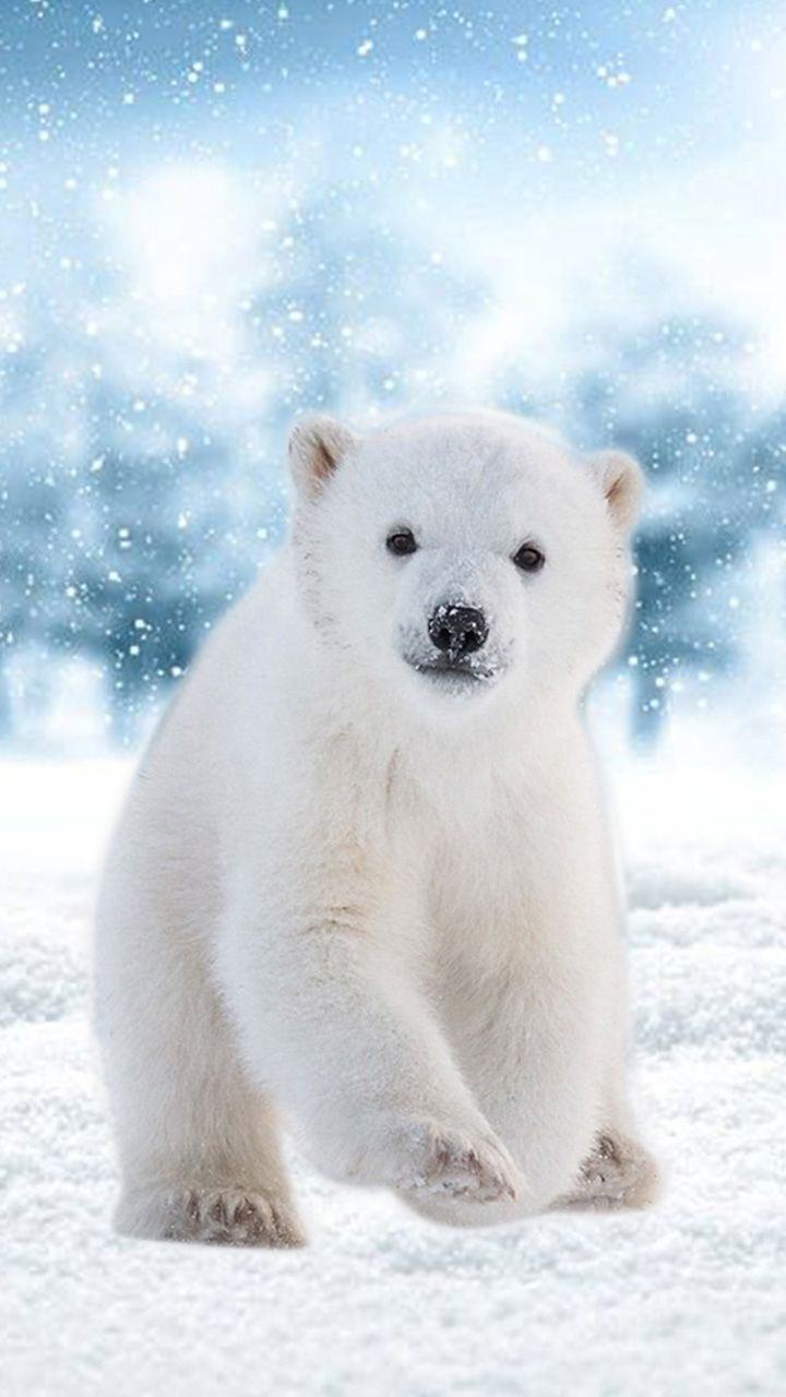 hình ảnh gấu bắc cực