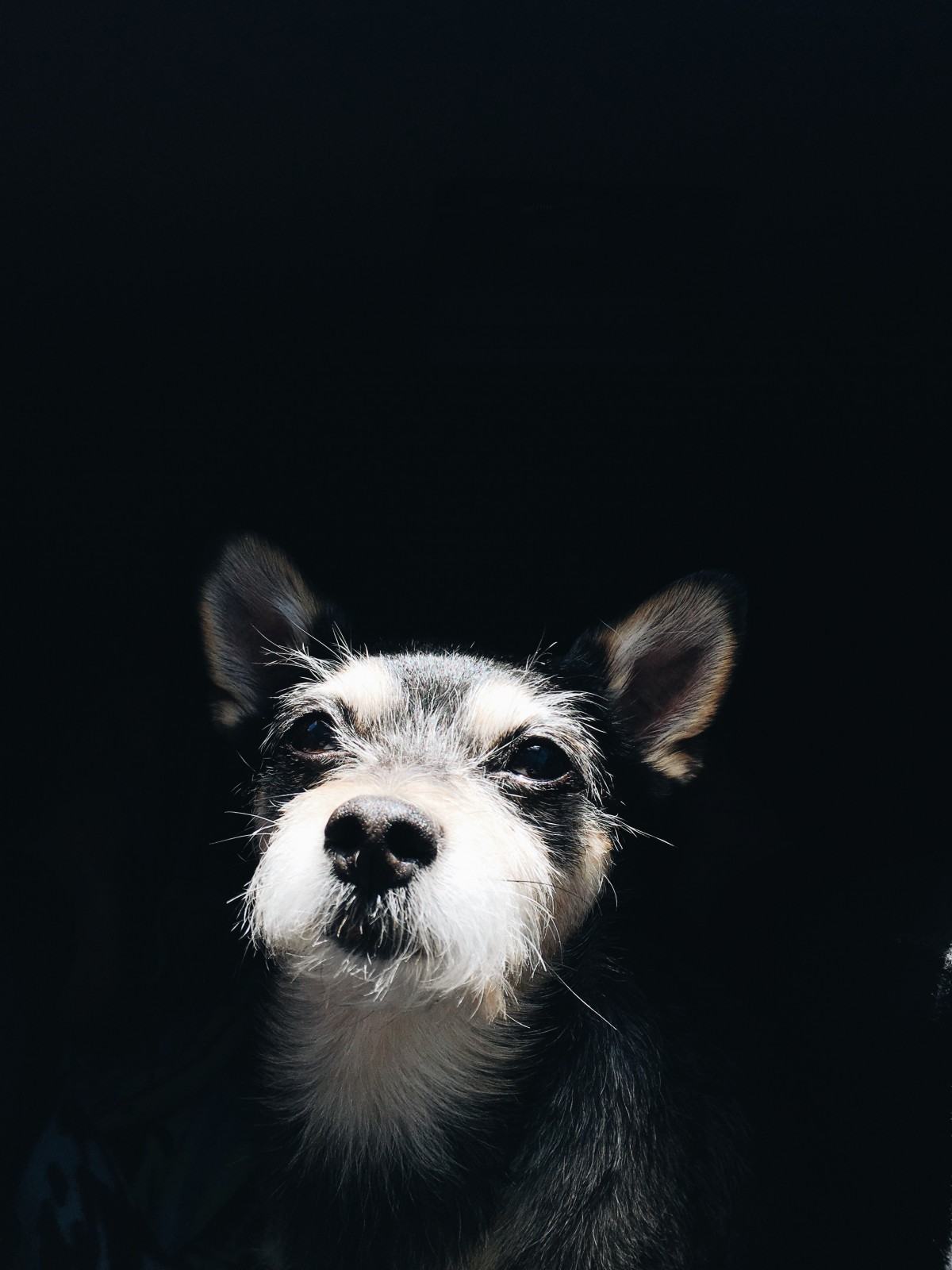 Hình ảnh đen trắng cho chó poodle