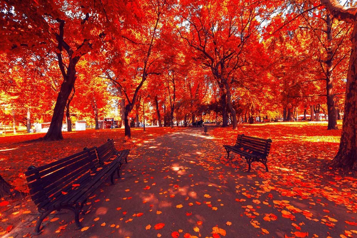 Hình ảnh lá đỏ vào mùa thu