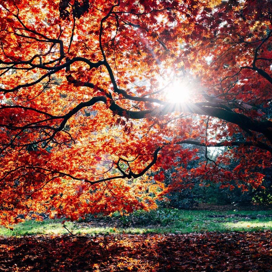 Hình ảnh nắng mùa thu