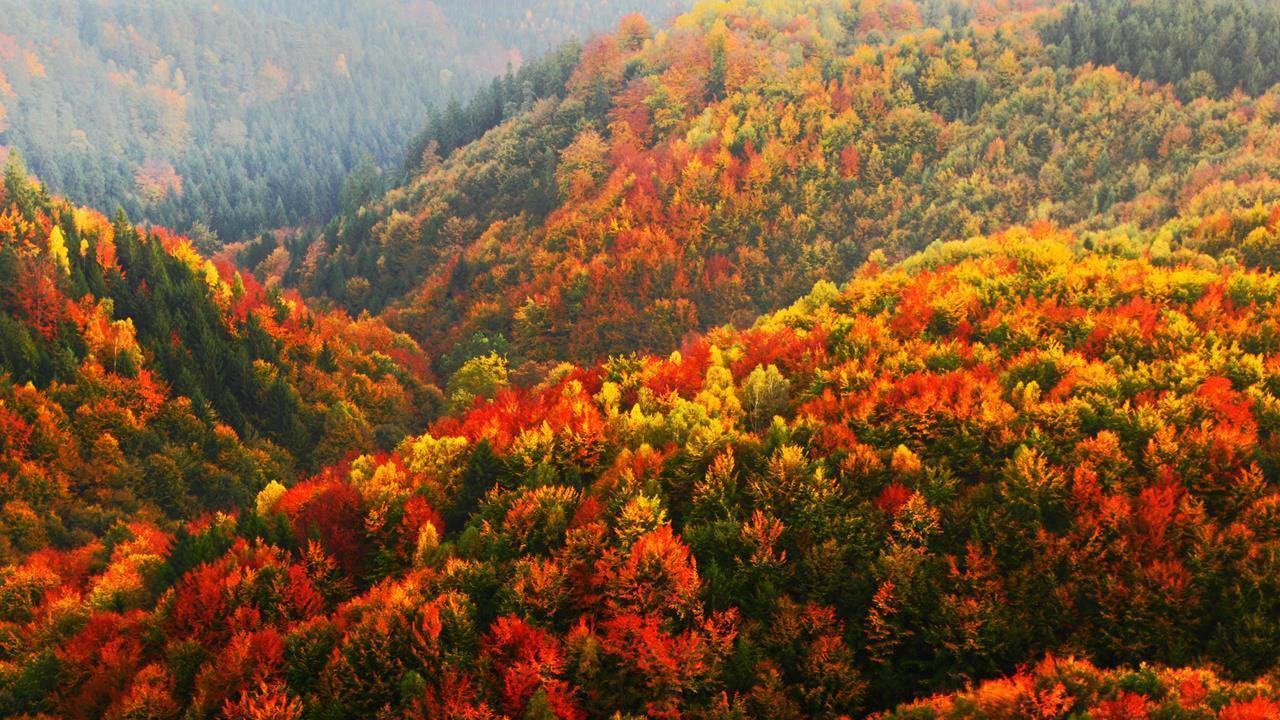 hình ảnh rừng mùa thu