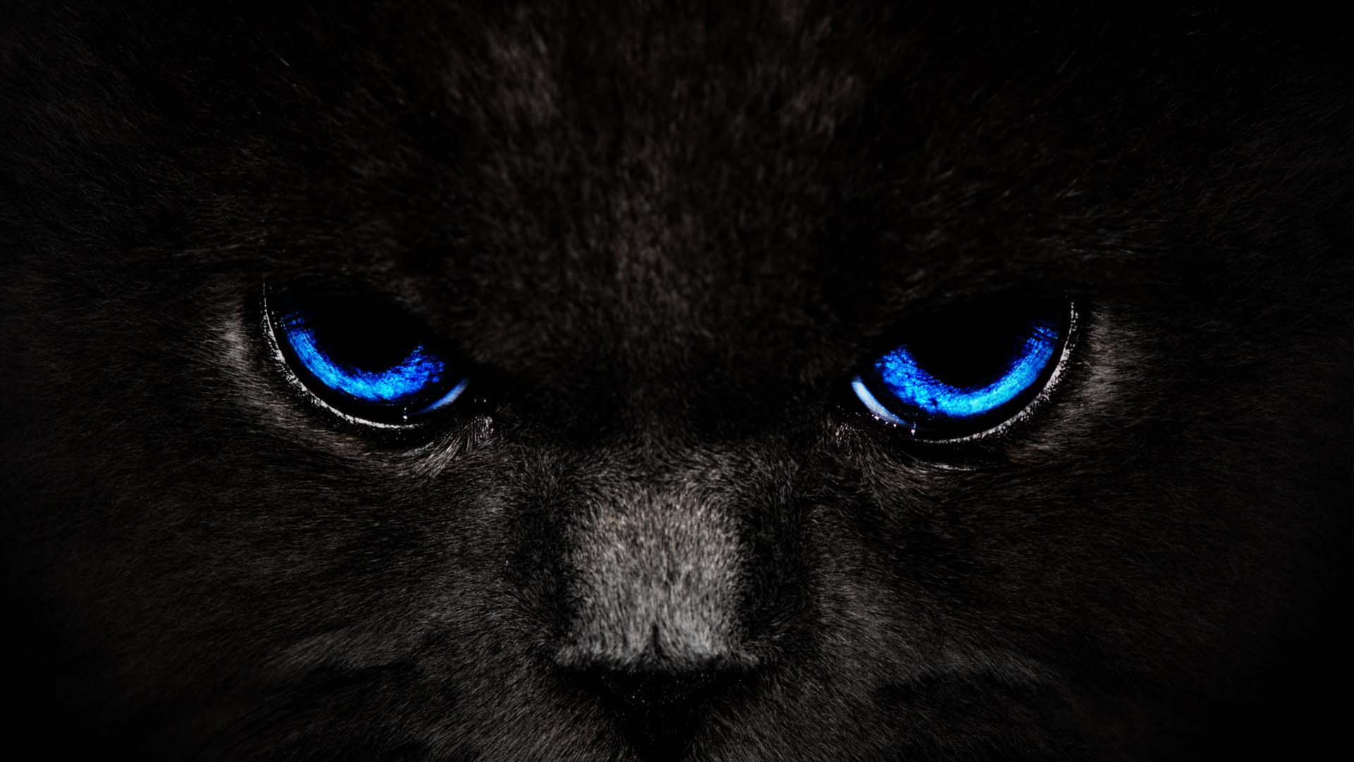 Hình nền mèo đen hd