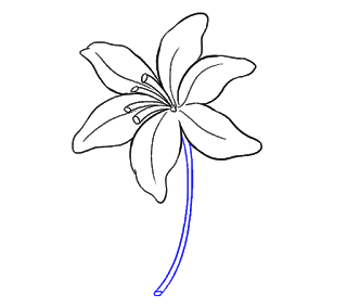 Cách Vẽ Hoa Loa Kèn Và Hoa Loa Kèn Bước 14