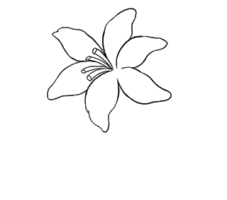 Cách vẽ hoa loa kèn, hoa loa kèn Bước 12