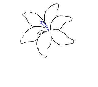Cách vẽ hoa loa kèn, hoa loa kèn Bước 10