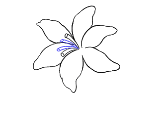 Cách vẽ hoa loa kèn và hoa loa kèn Bước 11
