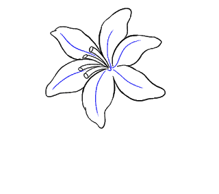 Cách vẽ hoa loa kèn, hoa loa kèn Bước 13