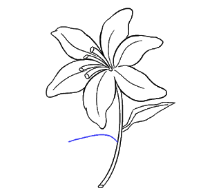 Cách Vẽ Hoa Loa Kèn Và Hoa Loa Kèn Bước 17