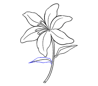 Cách Vẽ Hoa Loa Kèn Và Hoa Loa Kèn Bước 18