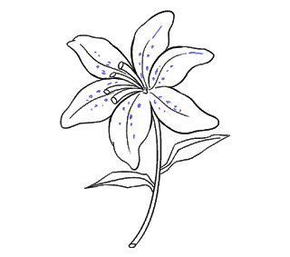 Cách Vẽ Hoa Loa Kèn Và Hoa Loa Kèn Bước 19