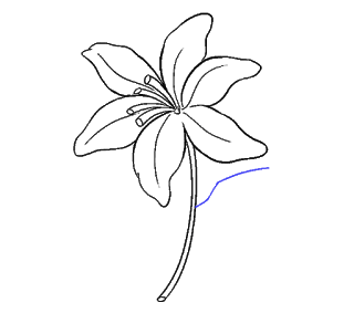 Cách vẽ hoa loa kèn, hoa loa kèn Bước 15