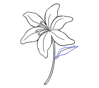 Cách vẽ hoa loa kèn, hoa loa kèn Bước 16