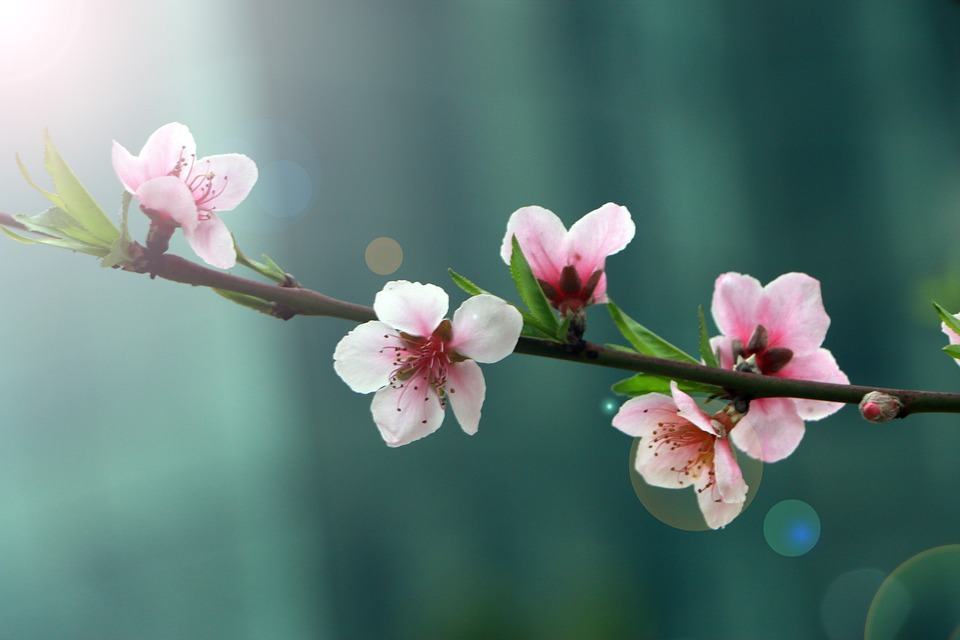 Hình ảnh hoa đào ngày tết đẹp nhất Đà Lạt
