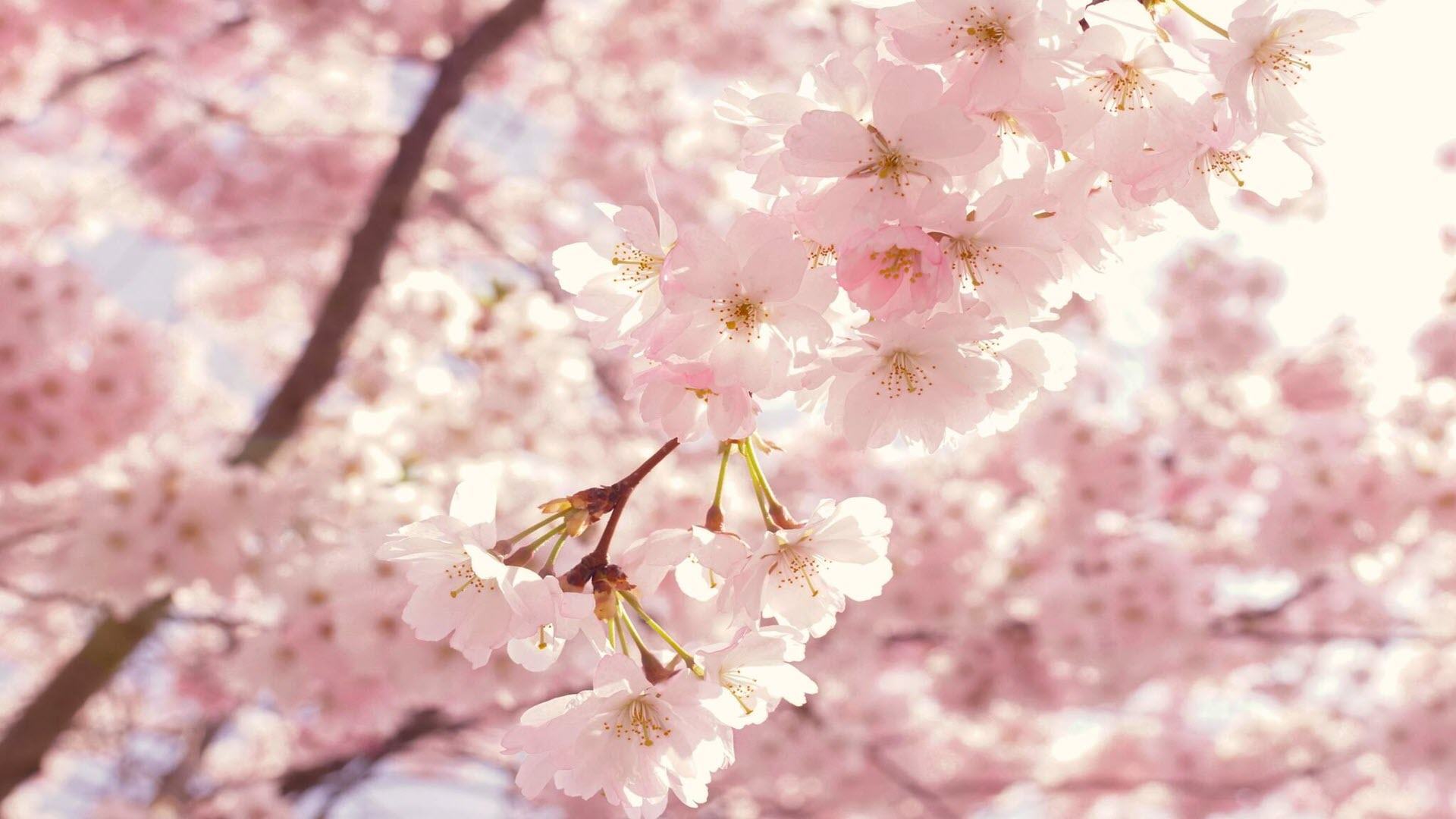 Hình nền hoa đào mùa xuân đẹp