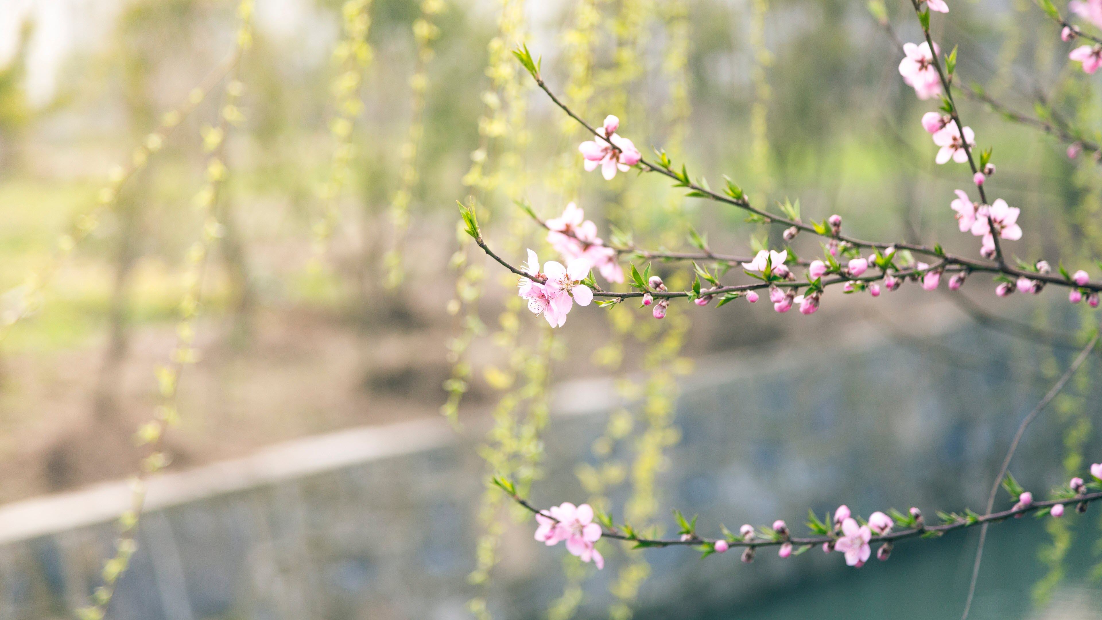 Hình nền hoa đào Việt Nam mùa xuân