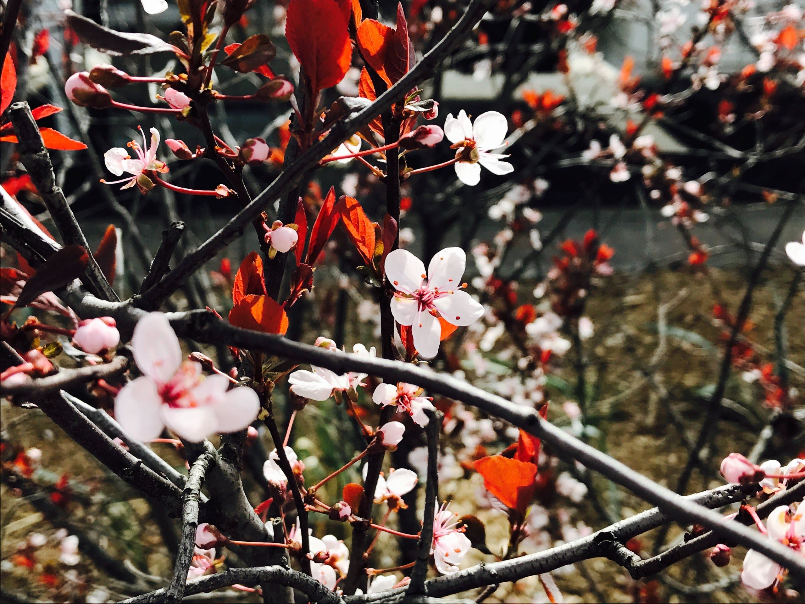 Hình nền hoa mùa xuân