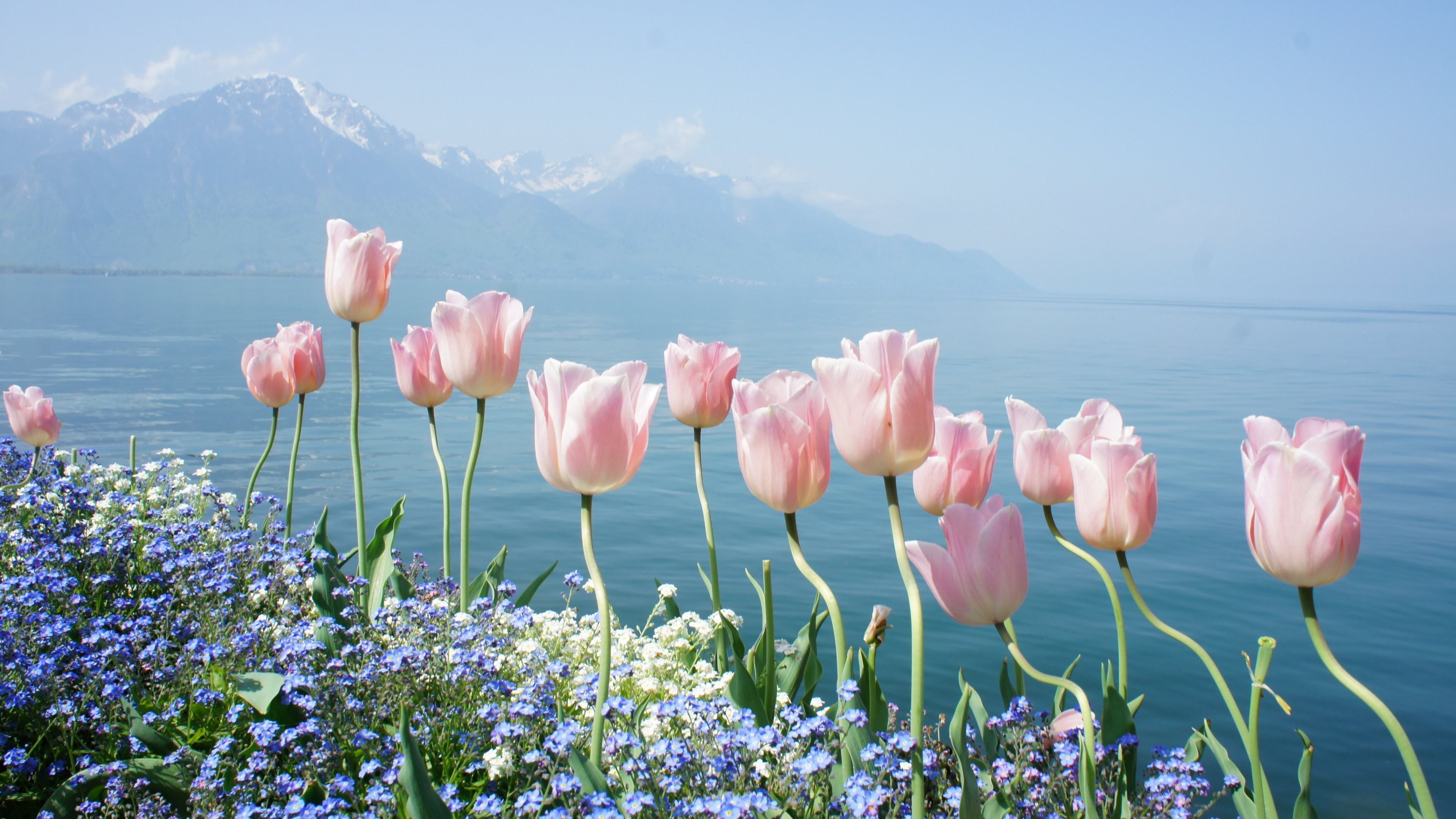 Hình nền thiên nhiên mùa xuân và hoa lá