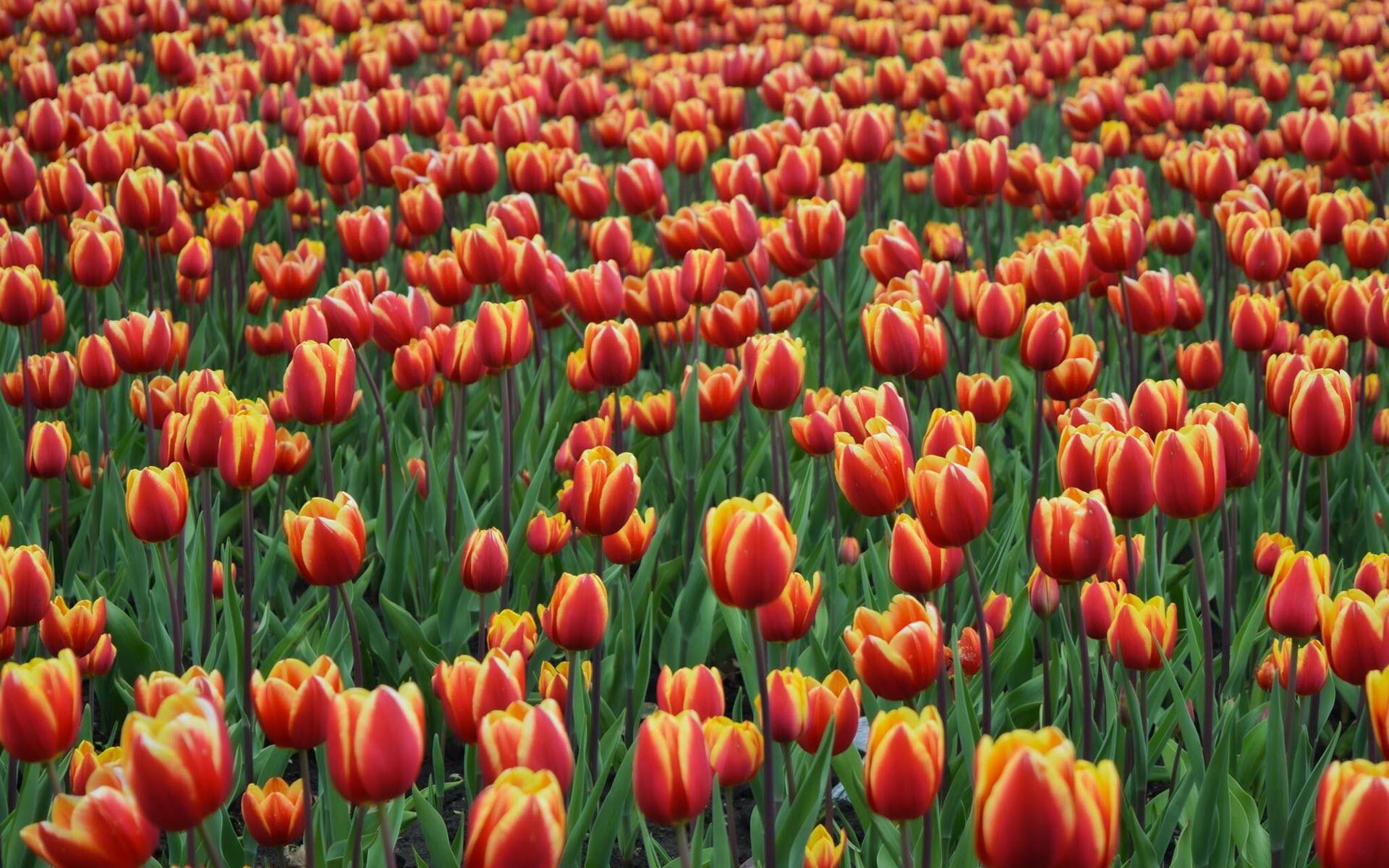 Hình nền hoa tulip mùa xuân