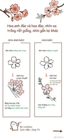 Cách vẽ hoa đào và hoa đào khác nhau