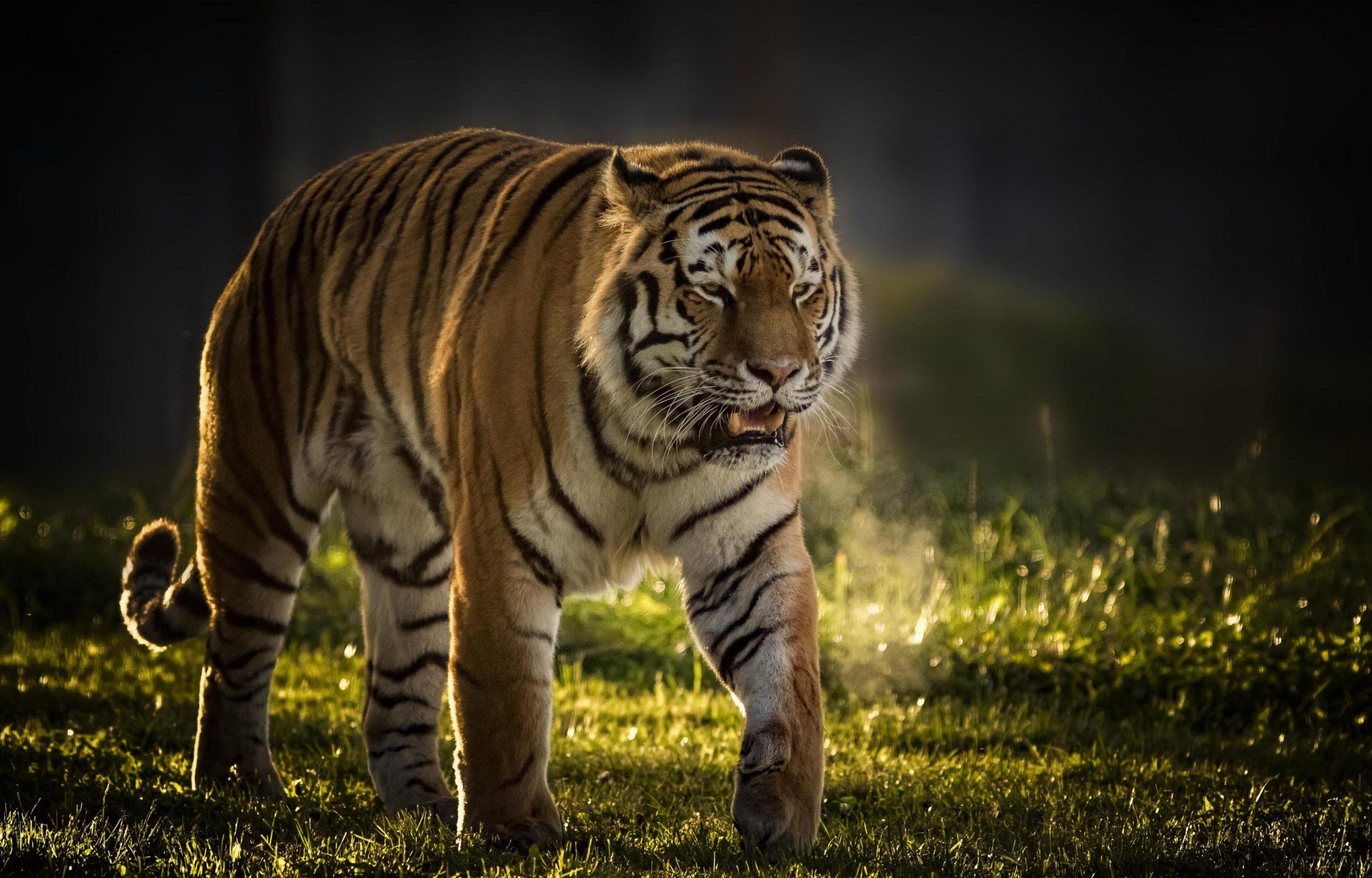 Hình ảnh một con hổ đang đi thong thả