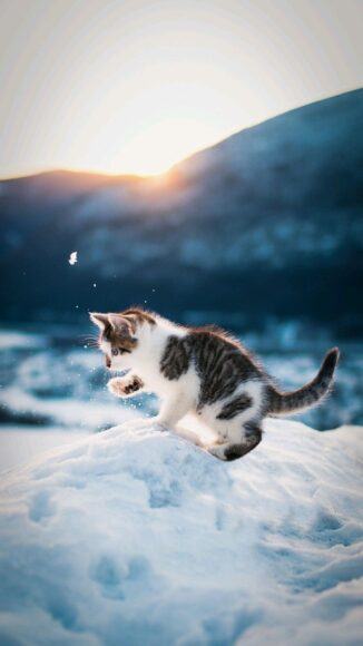 Hình nền mèo con nghịch tuyết dễ thương