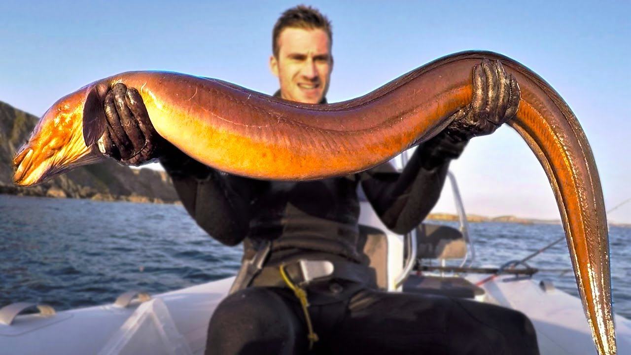 Ảnh về con lươn khổng lồ