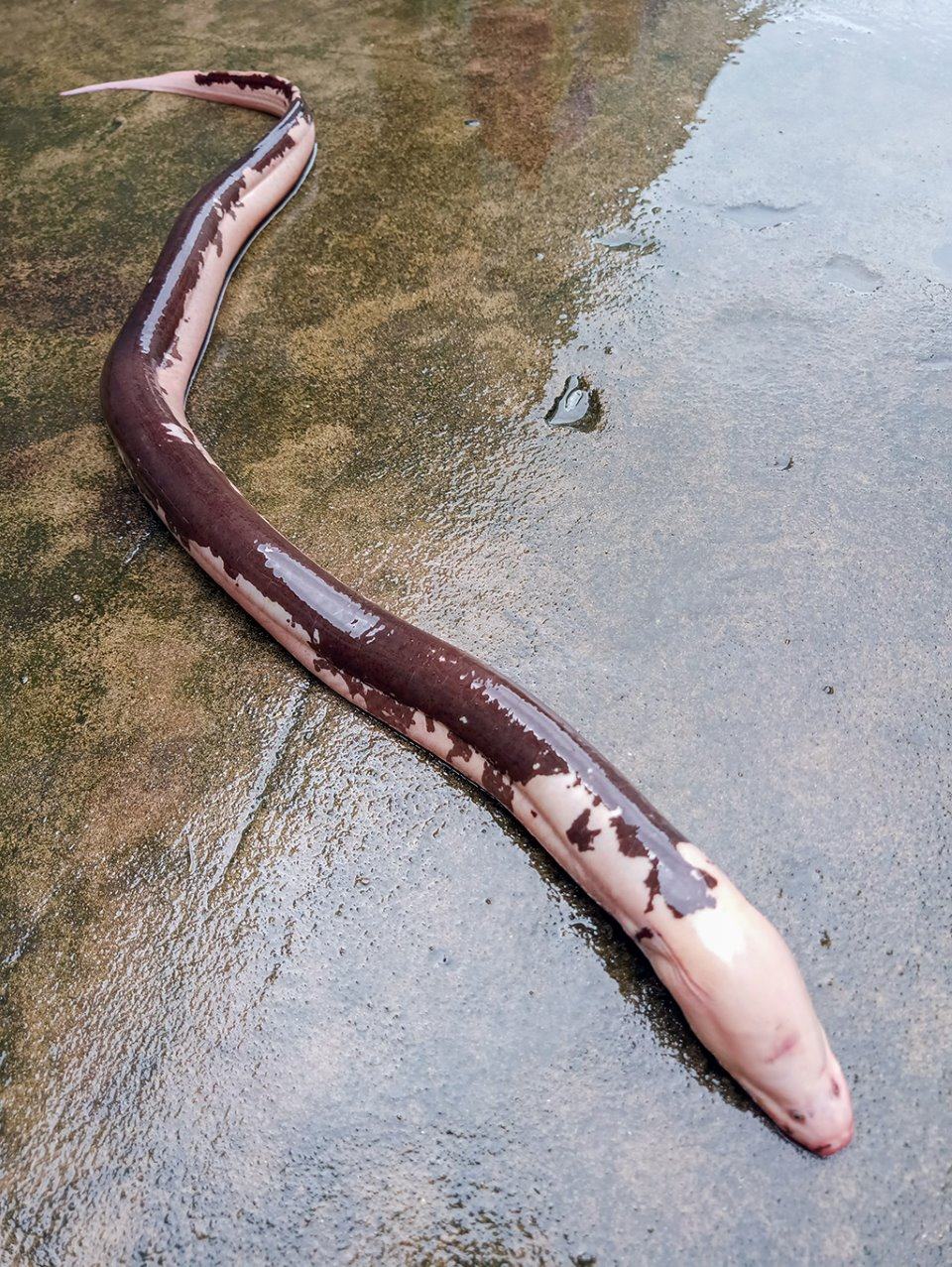 Hình ảnh con lươn có hoa văn lạ