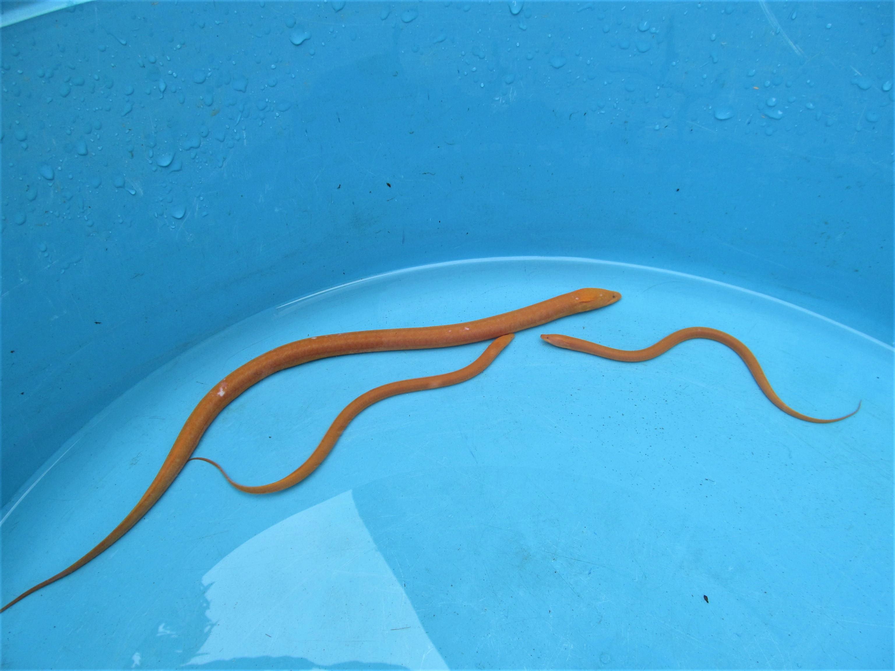 Hình ảnh con lươn có màu sắc kỳ lạ